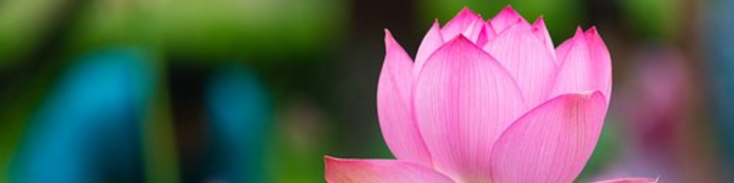 cropped-cropped-loto2.jpg