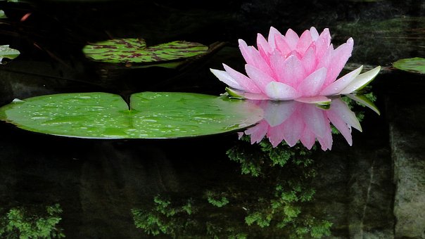 loto1